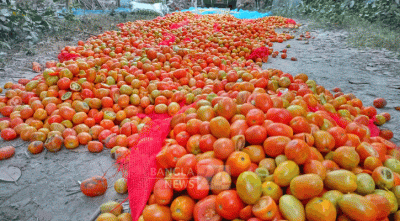 অবৈধ পন্থায় টমেটো পাকানোর দায়ে কৃষকের জরিমানা