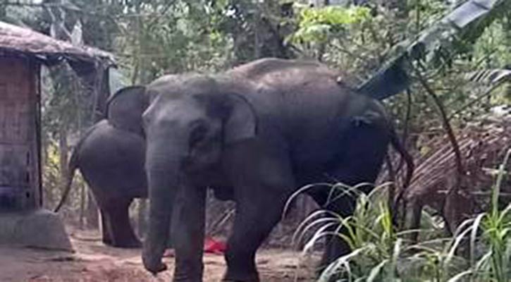 দুর্গাপুরে বন্যহাতির আক্রমণে কৃষকের মৃত্যু