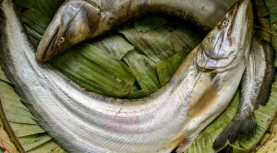শুধু স্বাদই নয়, মানবস্বাস্থ্যের উপকারী ‘বোয়াল মাছ’