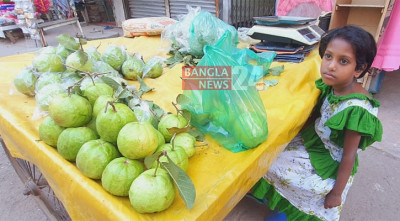 পেয়ারা বেচে সংসার চালায় ৮ বছরের তাইয়্যেবা