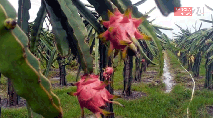 নেত্রকোনায় ড্রাগন ফল চাষে বছরে আয় ৫০ লাখ টাকা