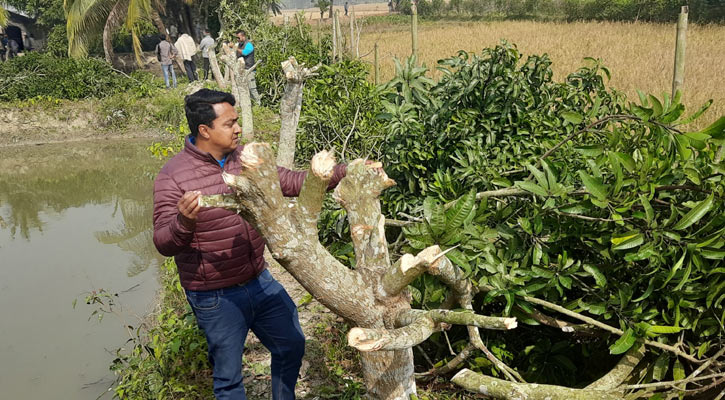 জমি সংক্রান্ত বিরোধের জেরে গাছ কর্তন