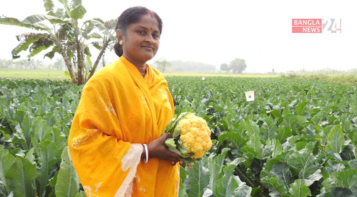 মাগুরায় রঙিন ফুলকপি চাষে দিপা বালার চমক