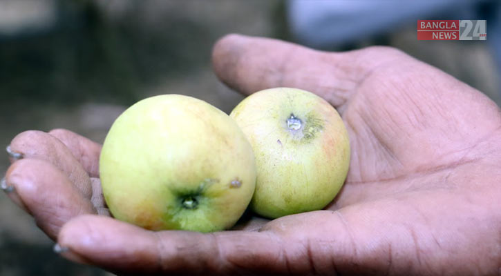 ফেনীতে বাণিজ্যিকভাবে চাষ হচ্ছে নানা জাতের ‘কুল’