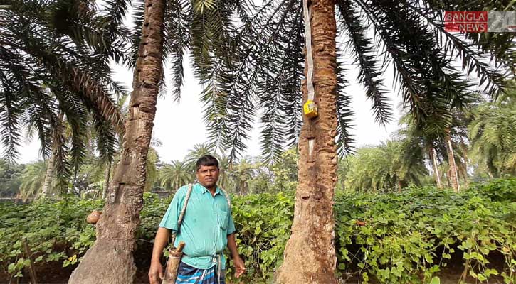 গাছে না উঠেই নামানো যাচ্ছে খেজুরের রস!