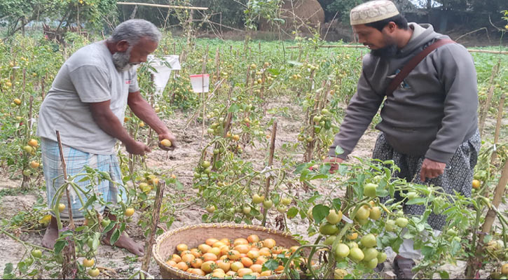 বিষমুক্ত টমেটো চাষে লাভবান কৃষক