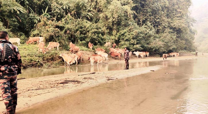 বান্দরবানে দুর্গম এলাকায় মিলল মিয়ানমারের ৩৭ গরু 