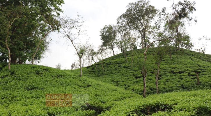 পাহাড় কাটায় জড়িতদের বিরুদ্ধে ব্যবস্থার নির্দেশ