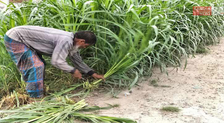 নেপিয়ার ঘাস চাষে সম্ভাবনার হাতছানি 