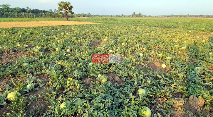 ফরিদপুরে তাপদাহে পুড়ছে ফসলের মাঠ