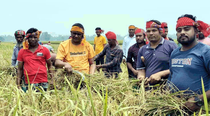 শ্রমিক সংকট: কৃষকের ধান কেটে দিলেন উপজেলা চেয়ারম্যান