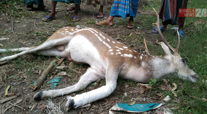 কুকুরের কামড় খেয়ে নদীতে ঝাঁপ, তাতেও মেলেনি শেষ রক্ষা! 