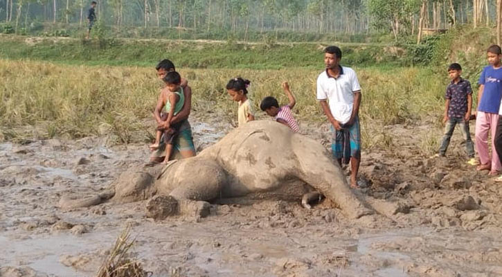 ঝিনাইগাতীতে বন্যহাতির মরদেহ উদ্ধার