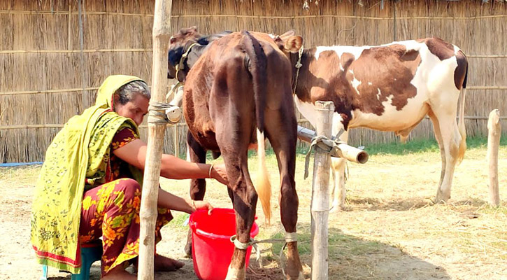 ১০ মাসের বাছুর প্রতিদিন দুধ দিচ্ছে ৩ লিটার