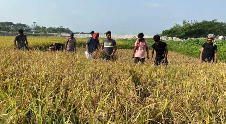 ঘূর্ণিঝড় মোখা: শঙ্কায় আগাম ধান কাটছেন কৃষকরা