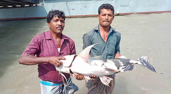 পদ্মায় ধরা পড়ল ১৫ কেজির বাঘা আইড়