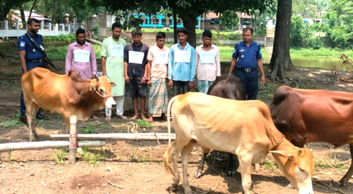 বান্দরবানে গরু চোর চক্রের ৬ সদস্য আটক