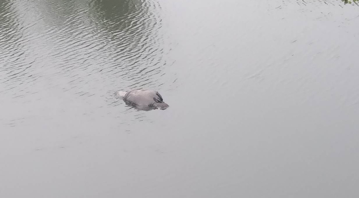 রাস্তার পাশে খালে ভেসে উঠল যুবকের মরদেহ