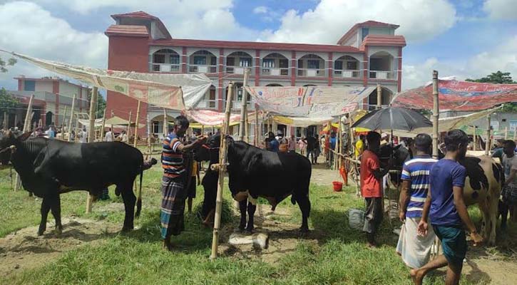 আড়াইহাজারে নিষেধাজ্ঞা অমান্য করে স্কুল মাঠে গরুর হাট