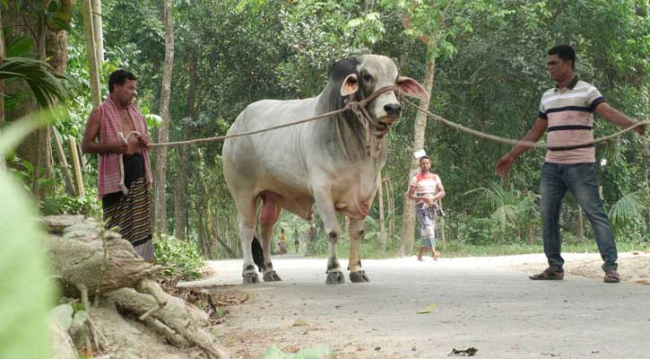 বঙ্গবন্ধু-বঙ্গমাতা-প্রধানমন্ত্রীর নামে কোরবানি হলো সেই গরু