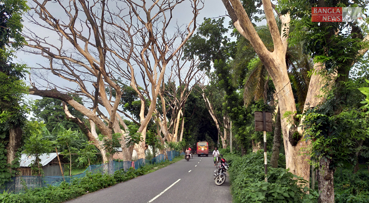 সাতক্ষীরা-আশাশুনি সড়কে ‘মরণ ফাঁদ’ সারি সারি মরা গাছ 