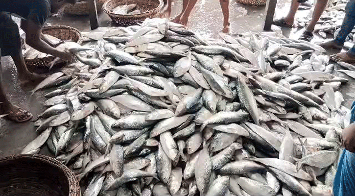 এক টানেই উঠলো ৪০ লাখ টাকার ইলিশ!