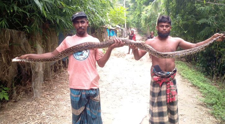 মাছের আড়তে কর্কশিটের বক্সে ১০ ফুট অজগর!