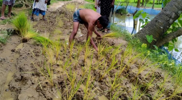 রাস্তায় ধানের চারা রোপণ করে এলাকাবাসীর প্রতিবাদ