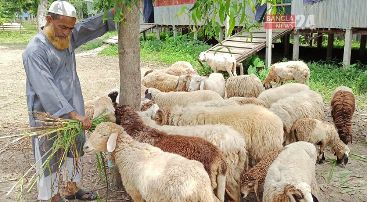 বাণিজ্যিকভাবে গাড়ল পালনে লাভবান খামারিরা