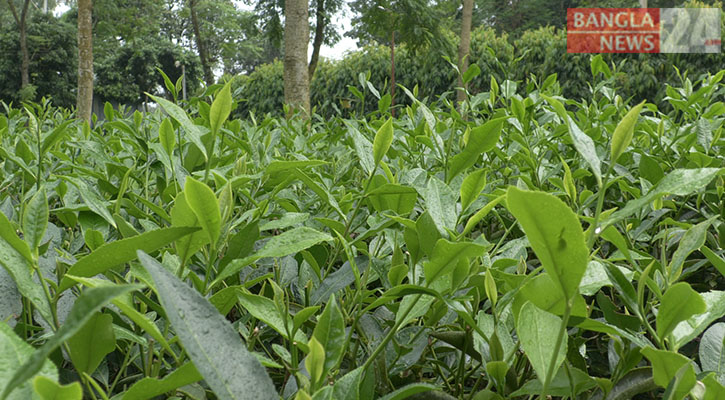 সিন্ডিকেট ভাঙতে পঞ্চগড়ে চালু হচ্ছে চা নিলাম কেন্দ্র