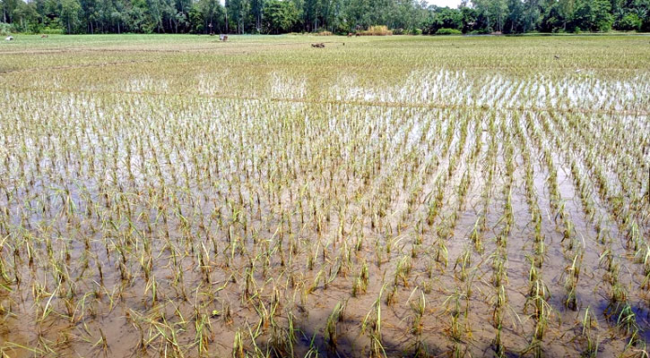 বন্যা নেই, প্লাবনেই নষ্ট ৫ কোটি টাকার ফসল!