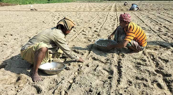 লাভের আশায় আগাম আলু চাষে ঝুঁকছেন কৃষক