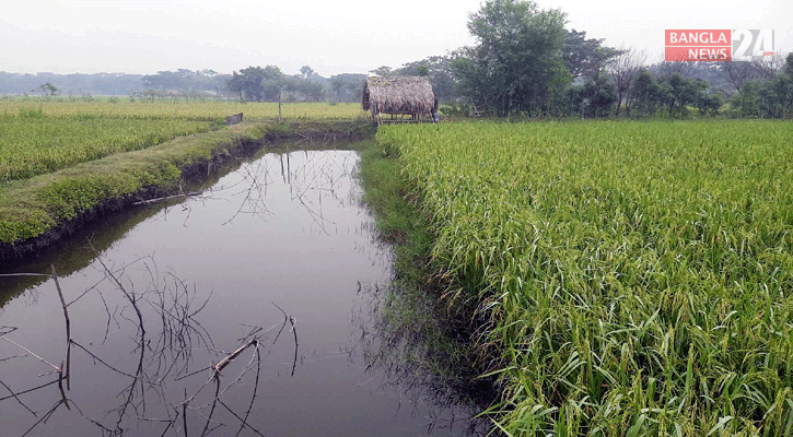 লবণ পানি প্রবেশে বাধা, অনাবাদি জমিতে  ধান উৎপাদন