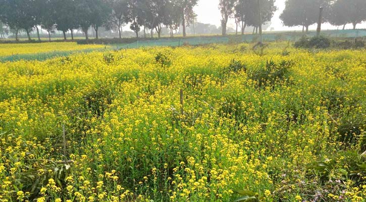 আমগাছের ৩৫০ চারা কেটে ফেলল দুর্বৃত্তরা