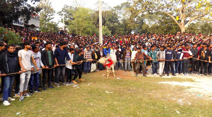 নবাবগঞ্জে পৌষ সংক্রান্তি উপলক্ষে গরুর রশি ছেড়া প্রতিযোগিতা