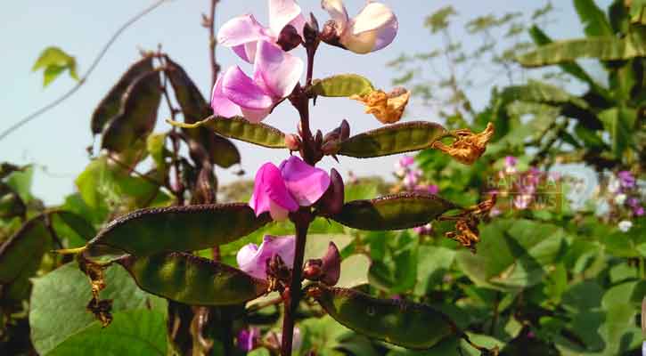 চুল পড়া কমাতে সাহায্য করে শিম