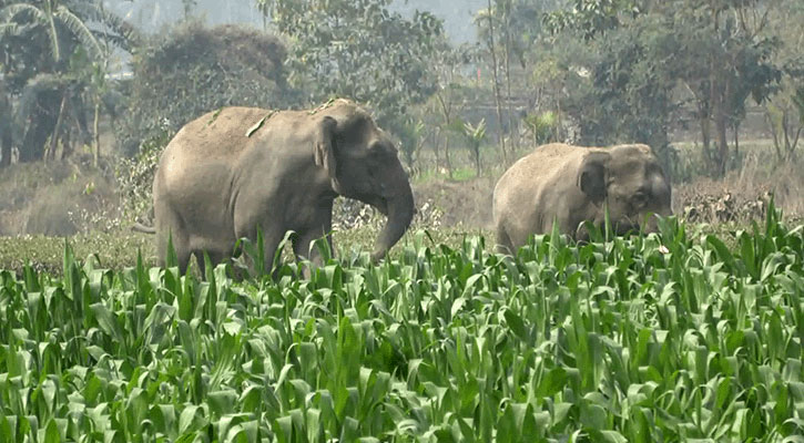 বাংলাবান্ধার লোকালয়ে হাতি, আতঙ্কে এলাকাবাসী