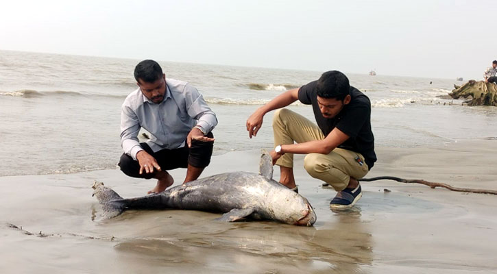 কুয়াকাটা সৈকতে ভেসে এল মৃত ডলফিন