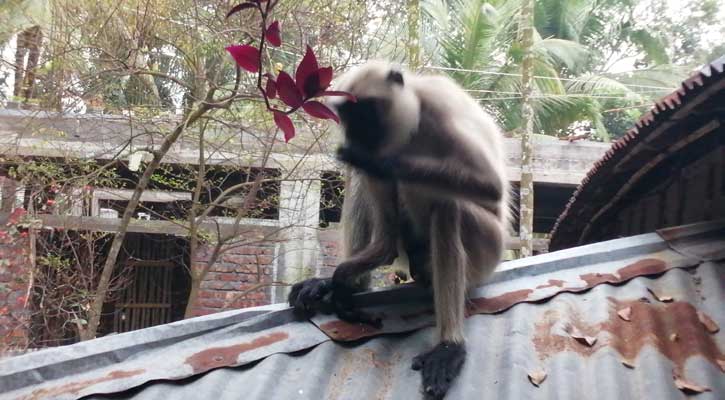 শিবচরের লোকালয়ে সঙ্গীহীন হনুমান!