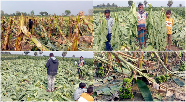 গাংনীতে ২০ বিঘা জমির কলা ও তামাক গাছ কেটে দিল দুর্বৃত্তরা