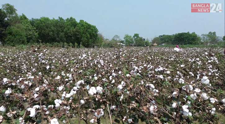 অনাবাদি জমিতে তুলা চাষ, চরের চাষিদের ভাগ্য বদল