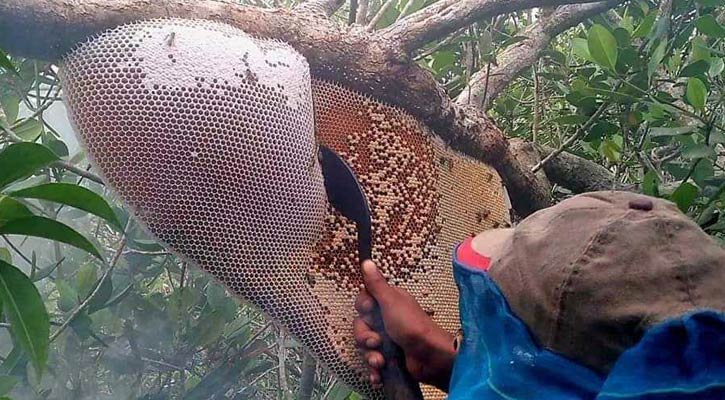 সুন্দরবন থেকে আড়াই হাজার কুইন্টাল মধু আহরণের লক্ষ্যমাত্রা