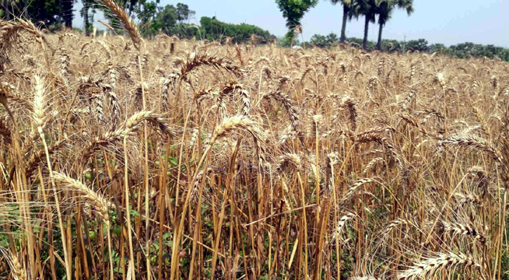 গম চাষে আগ্রহ হারাচ্ছেন সালথার কৃষক