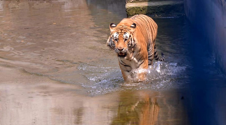 গরমে চিড়িয়াখানার প্রাণীদের হাঁসফাঁস দশা