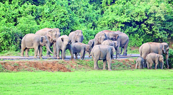 হাতির চলাচল নির্বিঘ্ন করতে ১২ করিডোর উন্মুক্ত রাখার নির্দেশনা