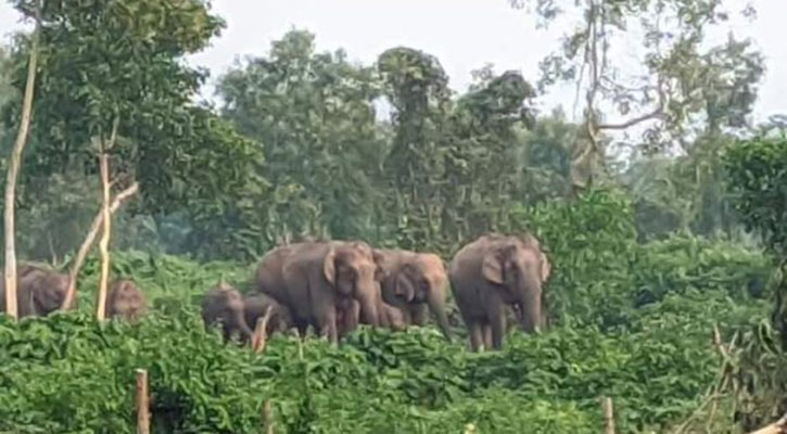 নালিতাবাড়ীতে বন্যহাতির আক্রমণে কৃষকের মৃত্যু 