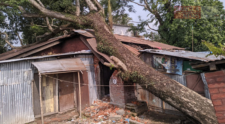 ভাঙা গাছের নিচে বিপন্ন যে জীবন