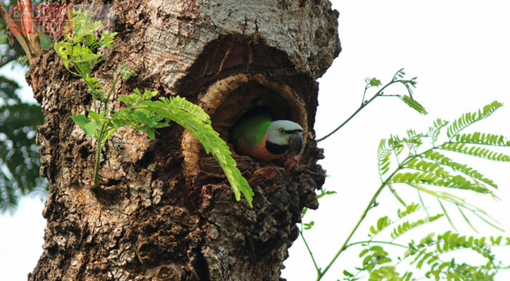 সংকটে ‘পাখির বাসাযুক্ত’ চা বাগানের ছায়াবৃক্ষ 