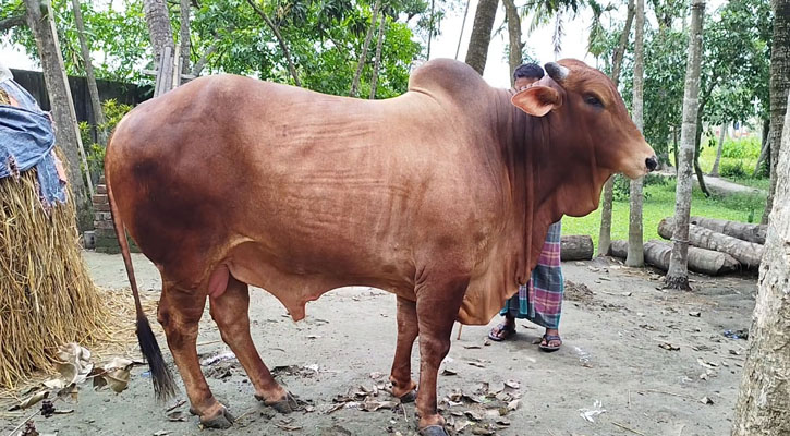 দুবার পুরস্কার পেয়েছে ‘জামালপুরের ডন’ 