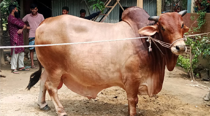 ফ্যান ছাড়া ঘুমাতে পারে না ৩৬ মণের ‘লালু মাস্তান’